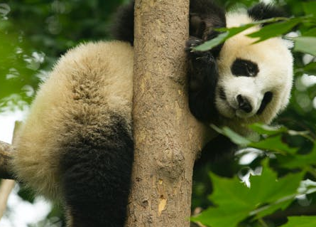 Panda tree